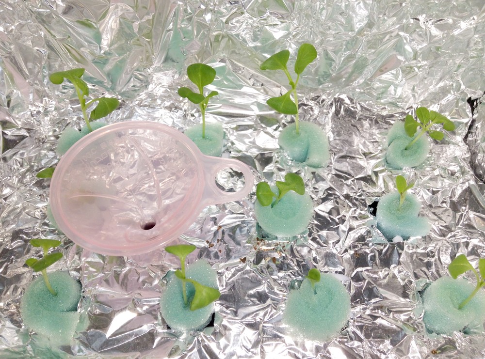 １００均の容器で小松菜やベビーリーフ、チマサンチュを栽培してみる